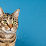 スターキャット完全ガイド｜料金プラン・評判・エリアから解約方法まで徹底解説